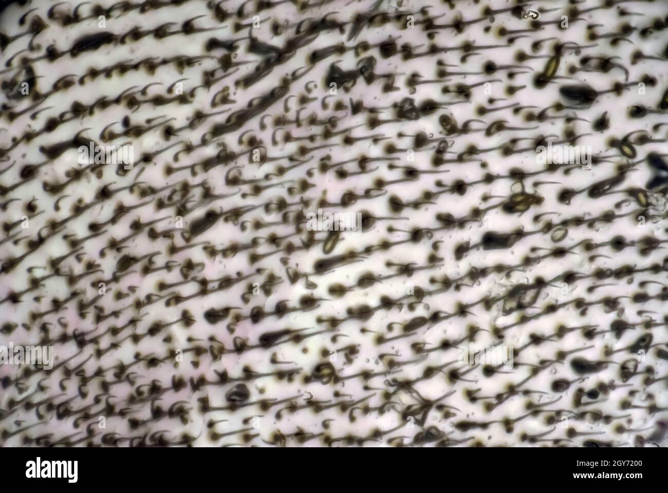 Teil eines Flugflügels. Sony Alpha 6400 Kamera, Olympus Plan Achromat 40x Mikrosco Stockfoto