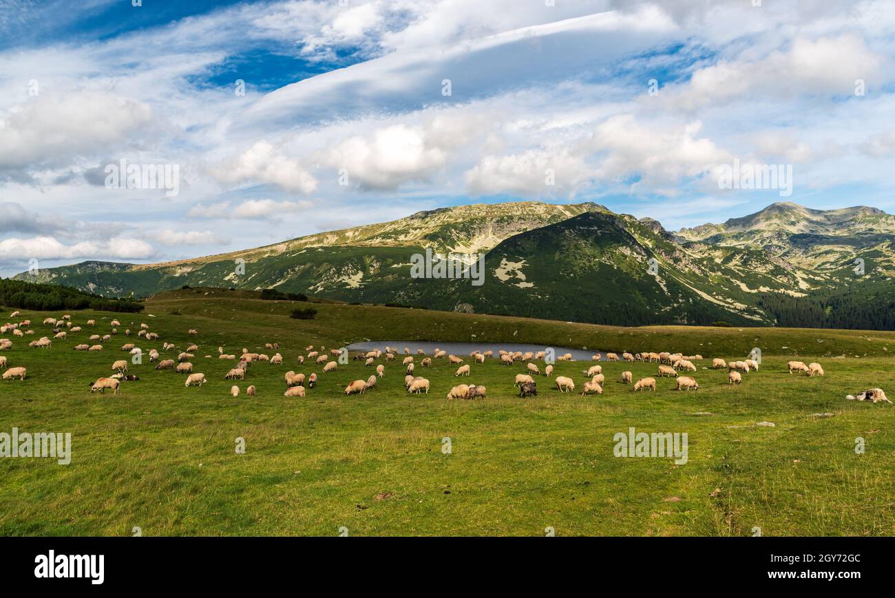Saua Plaiul Mic mit Wiese, füttern Schafe, kleinen See und Berg Peska auf dem Hintergrund in Retezat Berge in Rumänien Stockfoto