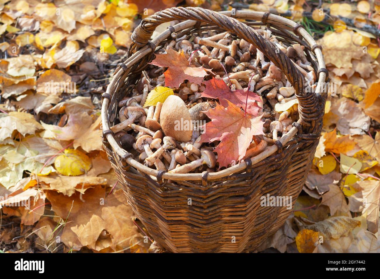 Ein mit Pilzen gefüllter Korb steht auf gefallenen Blättern im Herbstwald.  Selektiver Fokus Stockfotografie - Alamy