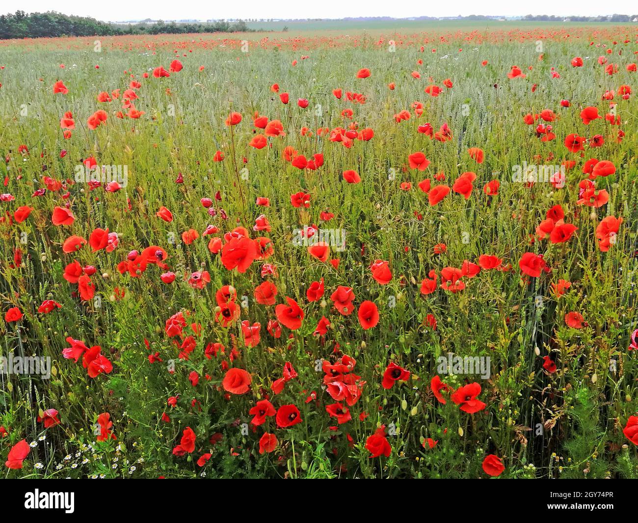 So weit man sehen kann, blühen in diesem Getreidefeld rote Mohnblumen. Die Frage ist, wer war zuerst - das Getreide oder der Mohn so weit wie möglich Stockfoto