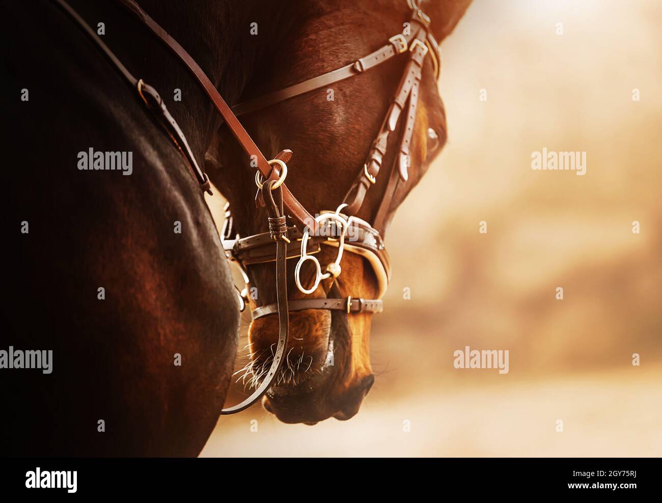 Porträt eines schönen Lorbeerpferdes mit einem Lederzaum und einer Schnauze an der Schnauze, die an einem sonnigen Tag springt. Reitsport. Pferdesport. Stockfoto