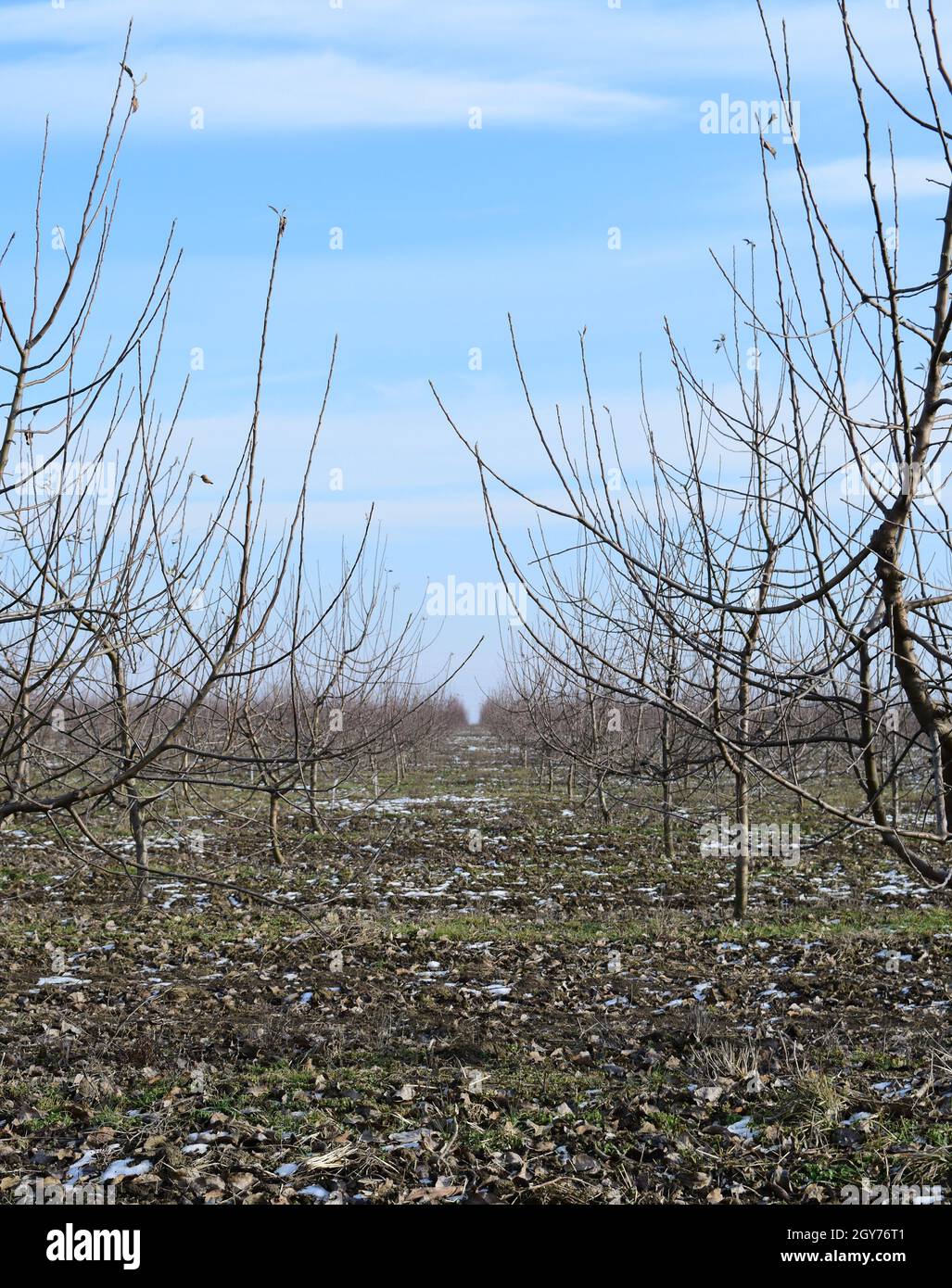 Junge mit Apfelbäumen. Anbau und Pflege von Obstgarten von Apfelbäumen. Stockfoto
