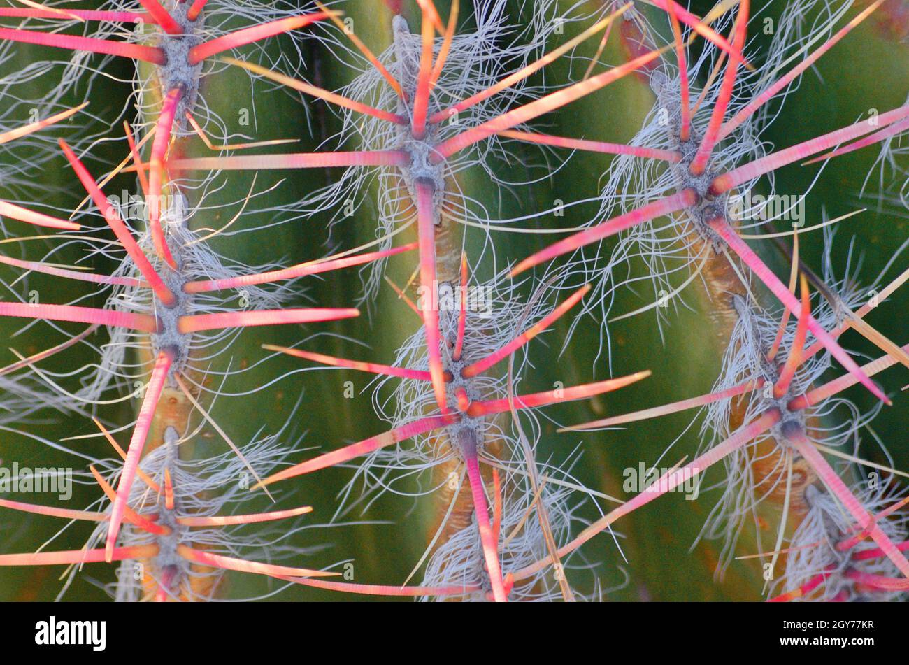 Kaktus aus der Familie der mehrjährige blühende Pflanzen in der Größenordnung von Nelke - geblüht. Blüten, Knospen, Früchten der Cactaceae. Peyote Kaktus. Stockfoto