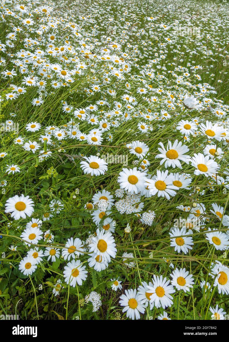 Ein Feld wilder Gänseblümchen Oxeye Daisy Leucanthemum vulgare wächst auf Beacon Hill in Hampshire, England, Großbritannien Stockfoto