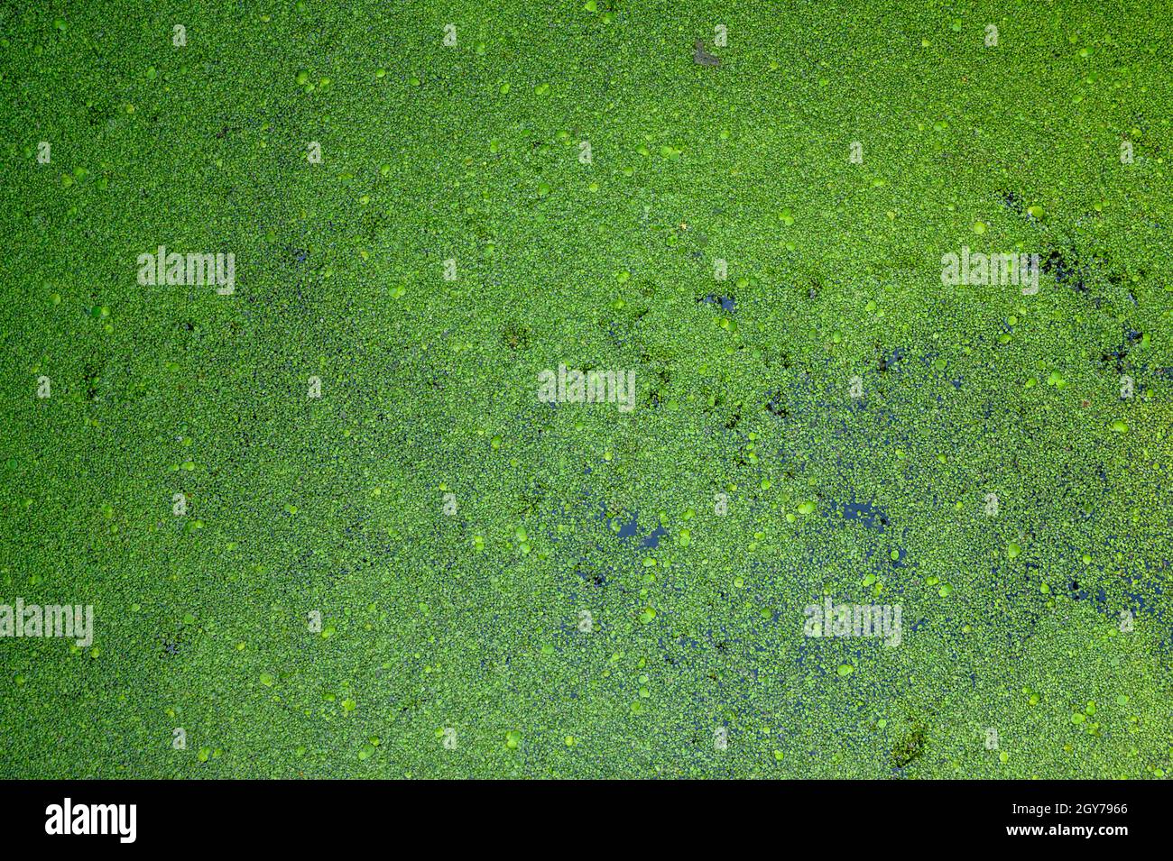 Entenkraut schwimmt auf dem Wasser. Stockfoto
