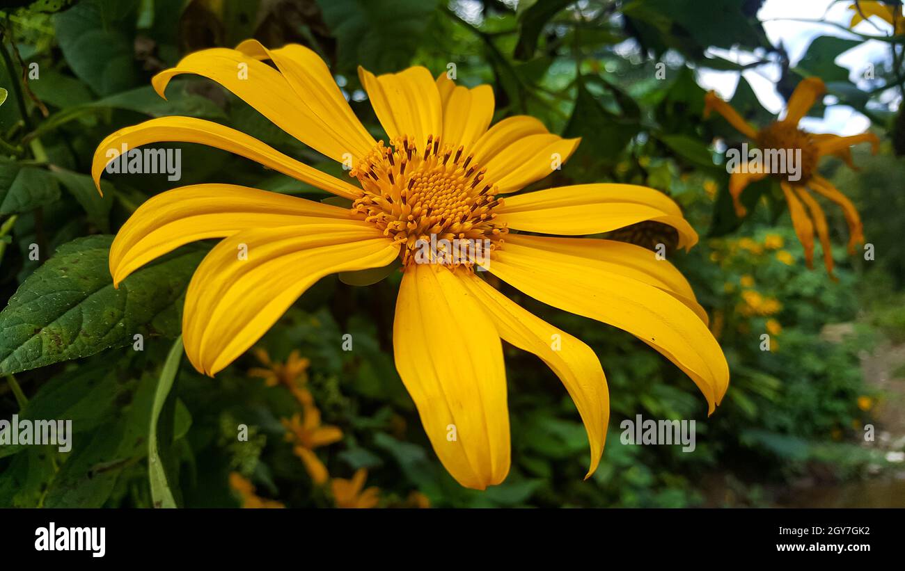 flores tropicales en paisajes de cuba Stockfoto
