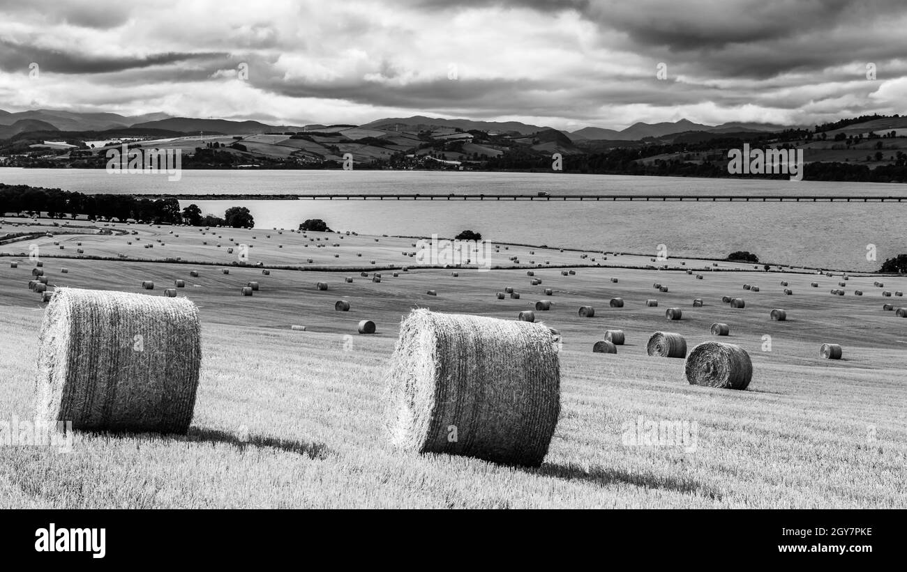 Heuballen verstreuten sich über die fast geernteten Felder mit Blick auf die Cromarty Bridge in den schottischen Highlands Stockfoto