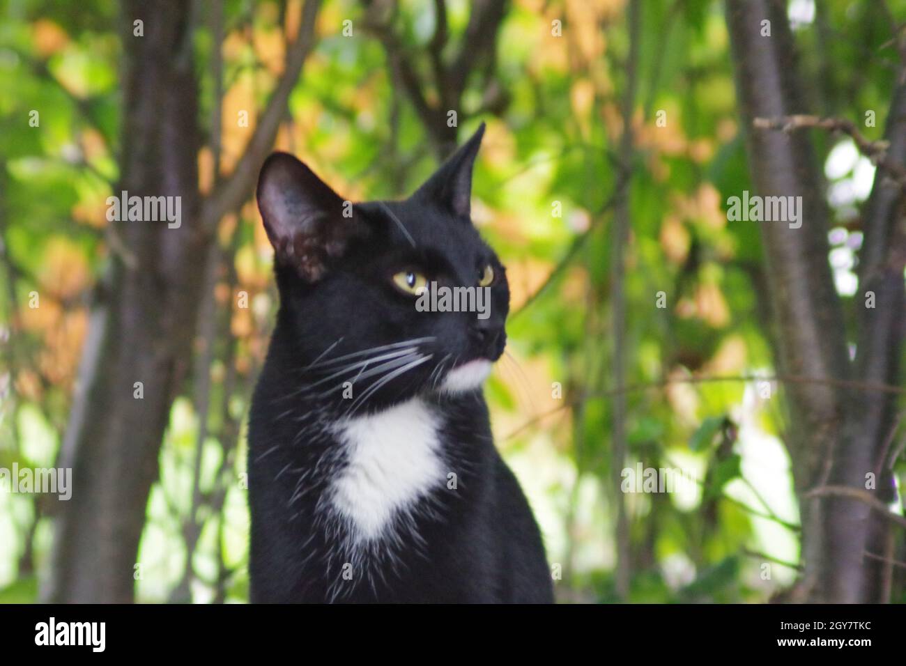 Schwarze Katze mit großem weißen Fleck am Hals Stockfotografie - Alamy