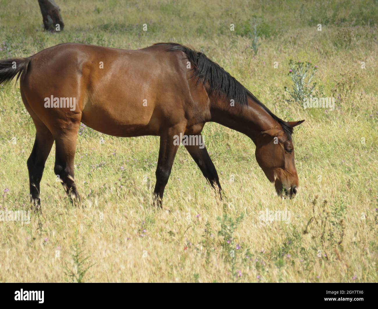 Schönes reinrassisches spanisches Pferd, das auf der Graswiese isst Stockfoto