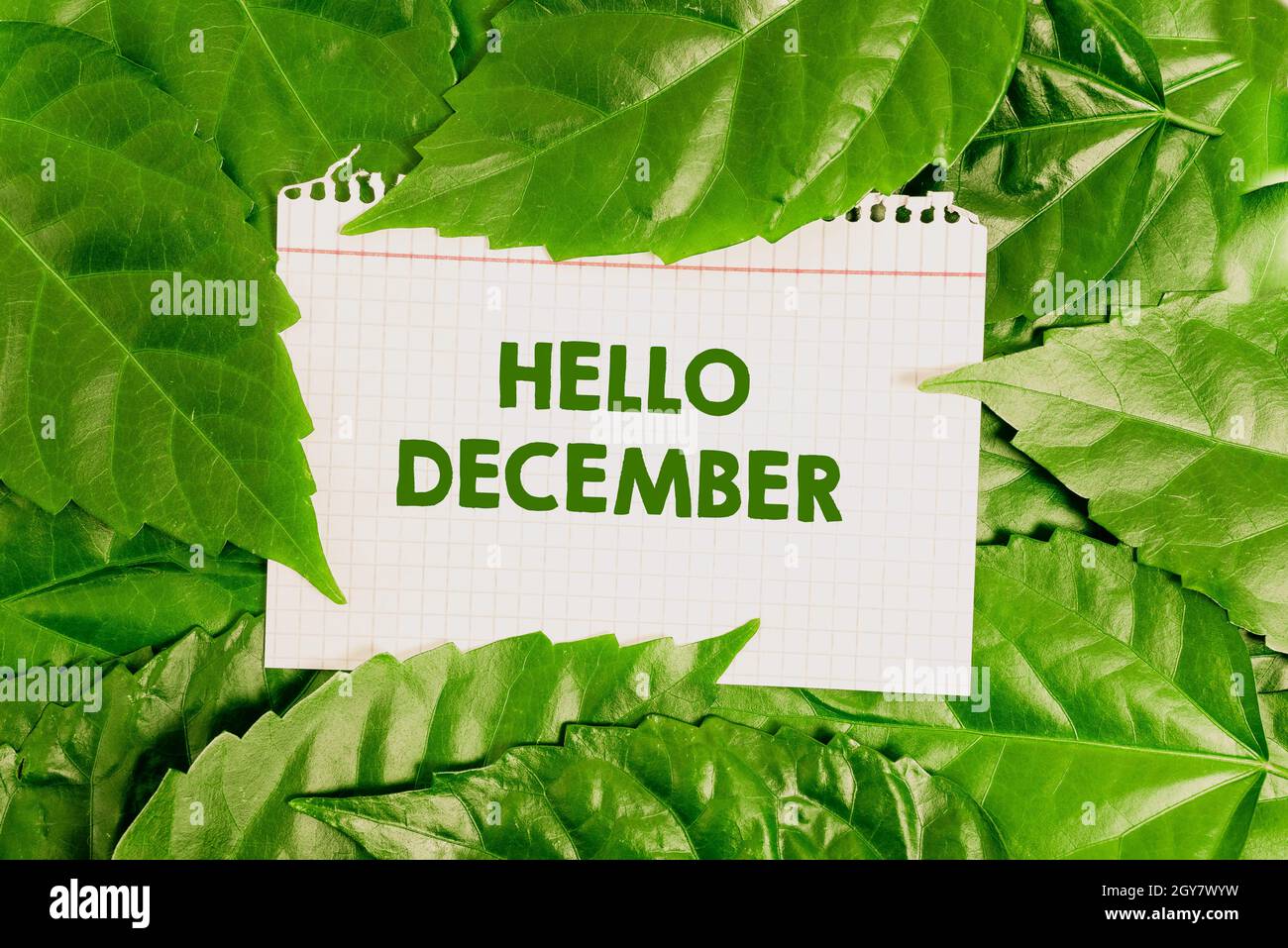 Handgeschriebener Text Hallo Dezember, Wort auf Begrüßung geschrieben wird verwendet, wenn die zwölften Monat des Jahres Naturschutz Ideen, Neue Umwelt begrüßen Stockfoto