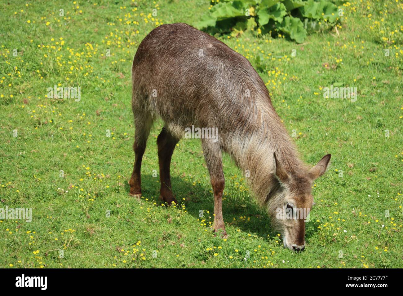 Schöne wilde Tiere kochend Hörner Safari Antilopen Gazellen Stockfoto