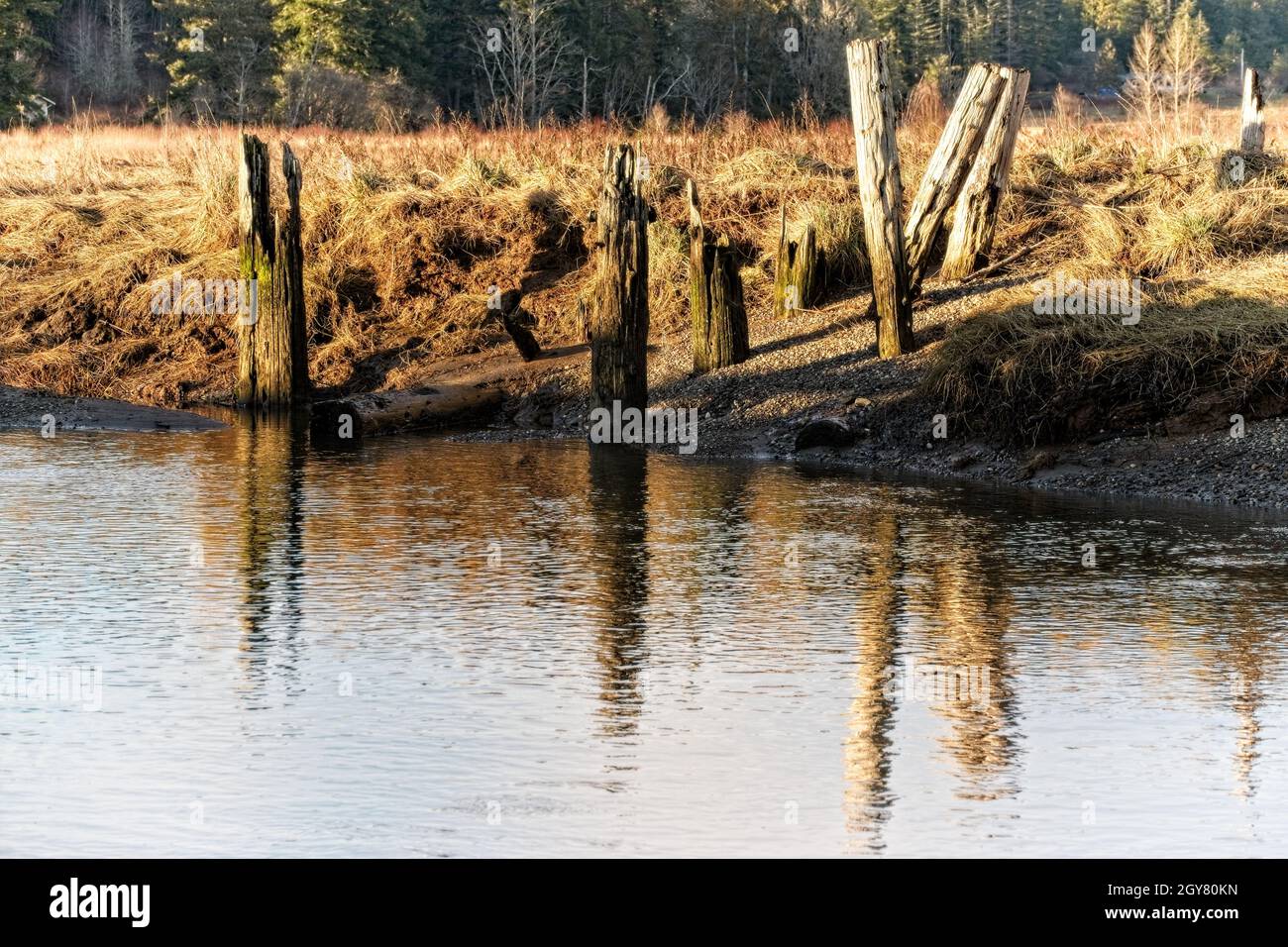 Foulweather Posts - Ein Feuchtgebiet am Foulweather Bluff Preserve in der Nähe von Hansville, Washington. Stockfoto