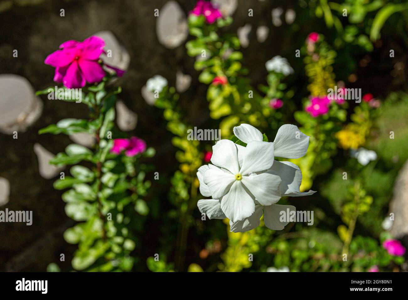 Dies ist ein warmer Nachmittag im Garten. Der Sonnenschein bildet einen starken Kontrast zur Szene. Sie sind lebendige Blumen, umgeben von Laub und Natur. Stockfoto