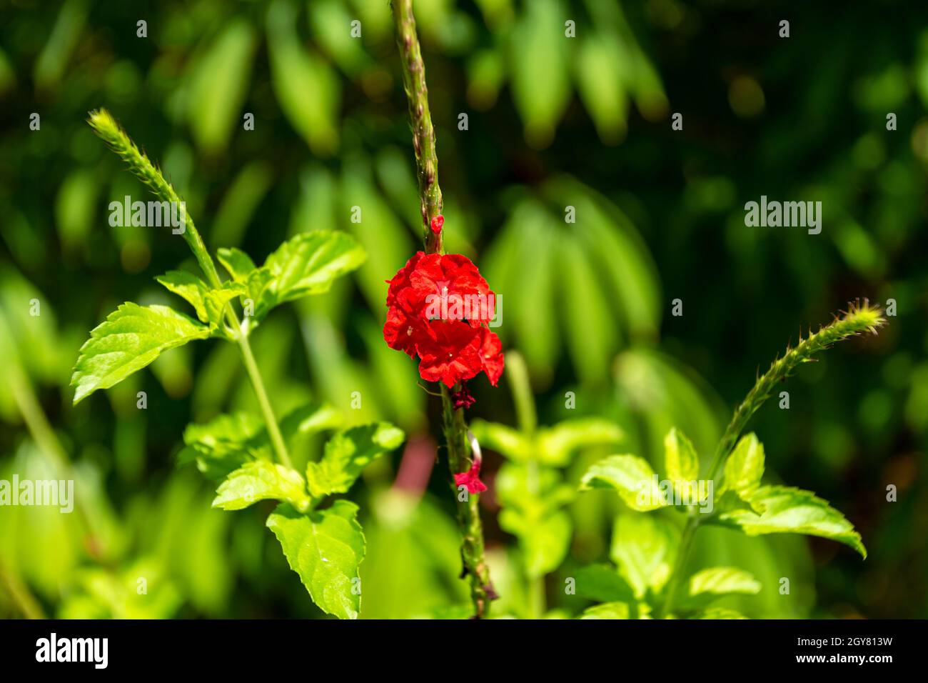 Dies ist ein warmer Nachmittag im Garten. Der Sonnenschein bildet einen starken Kontrast zur Szene. Sie sind lebendige Blumen, umgeben von Laub und Natur. Stockfoto