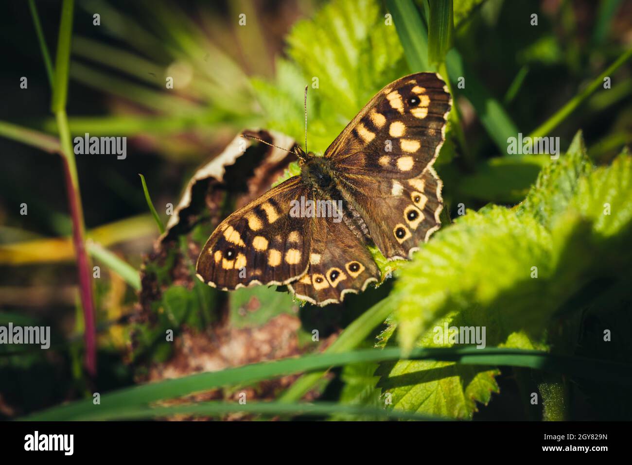 Nahaufnahme der Schmetterling auf Blatt Stockfoto