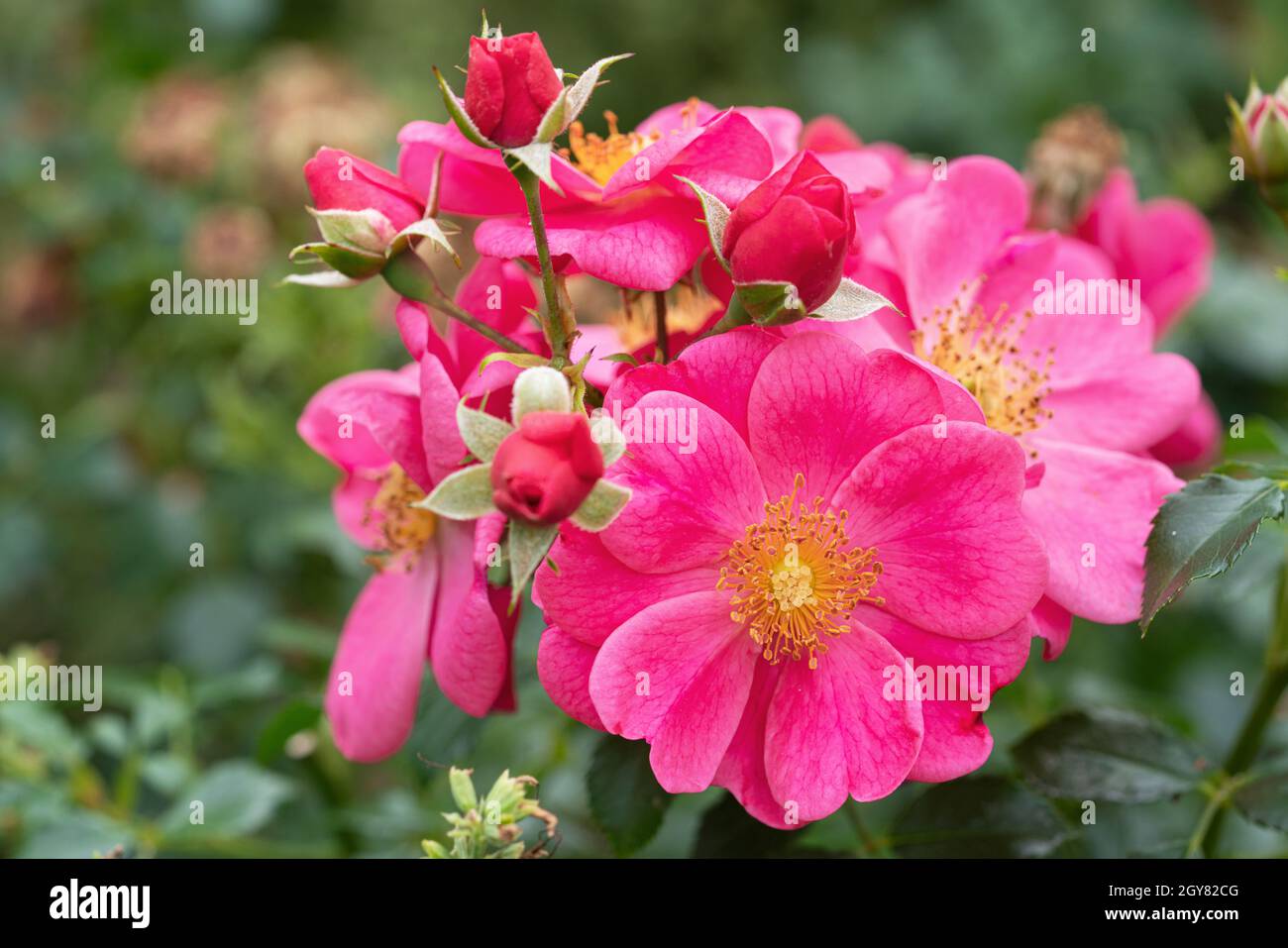 Zwerg Rose (Rosa Terrasse), Biene und Blume von Sommer Stockfoto