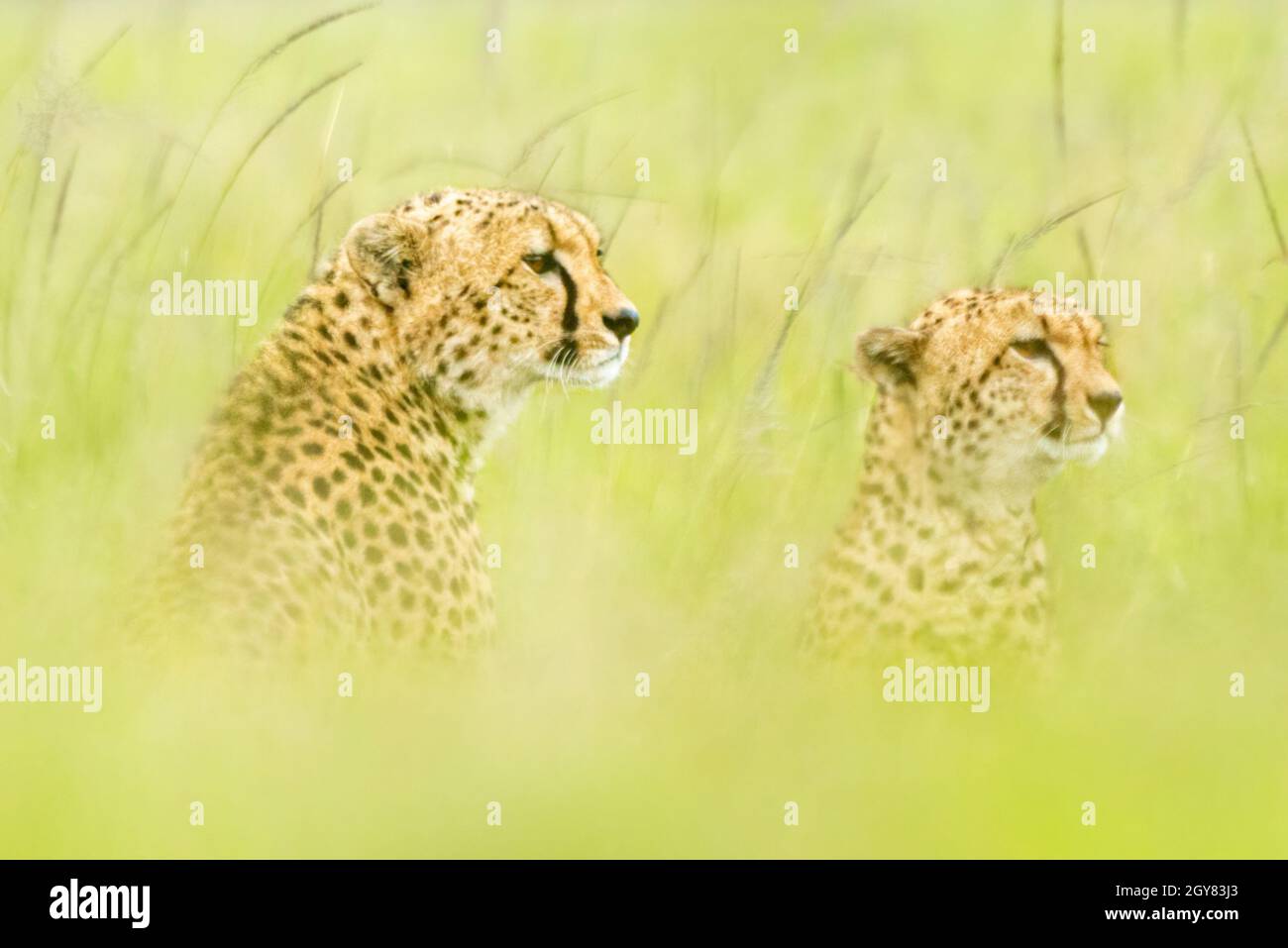 Zwei Geparden sitzen in hohem, verschwommenem Gras Stockfoto