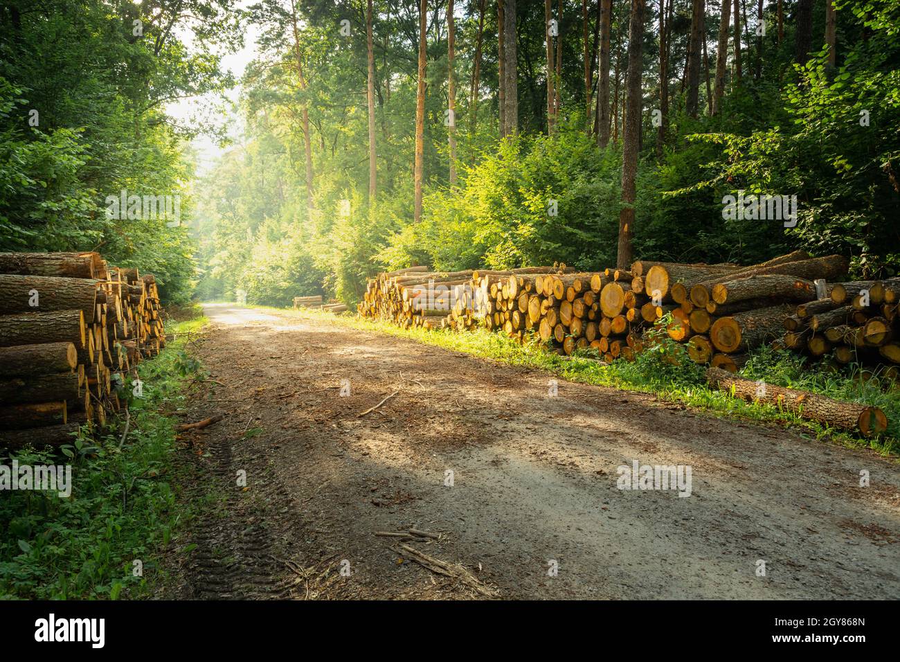 Schneiden Sie Bäume an der Straße in den Wald und Sonnenschein Stockfoto