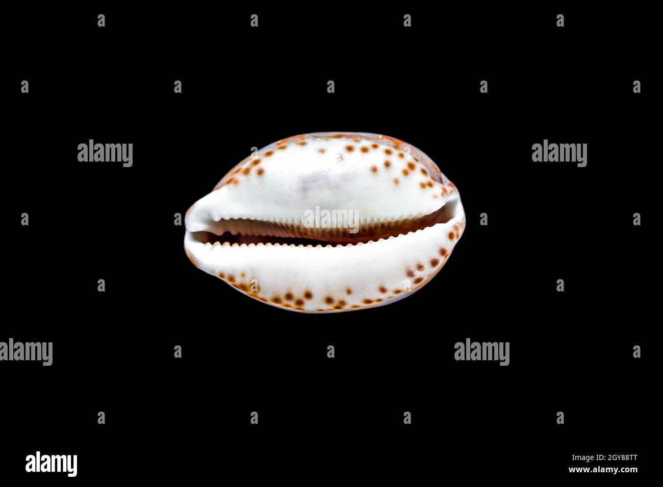 Cypraea tigris, Tiger-Kaurie, isoliert auf schwarzem Hintergrund Stockfoto