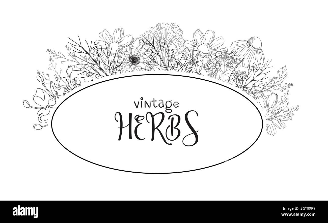 Vorlage Karte mit Heilkräutern. vektor-Vorlage. Wilde Heilpflanzen. Retro-Blumen. Abbildung der Handzeichnung. Gravurstil. Botanischer Illus Stockfoto
