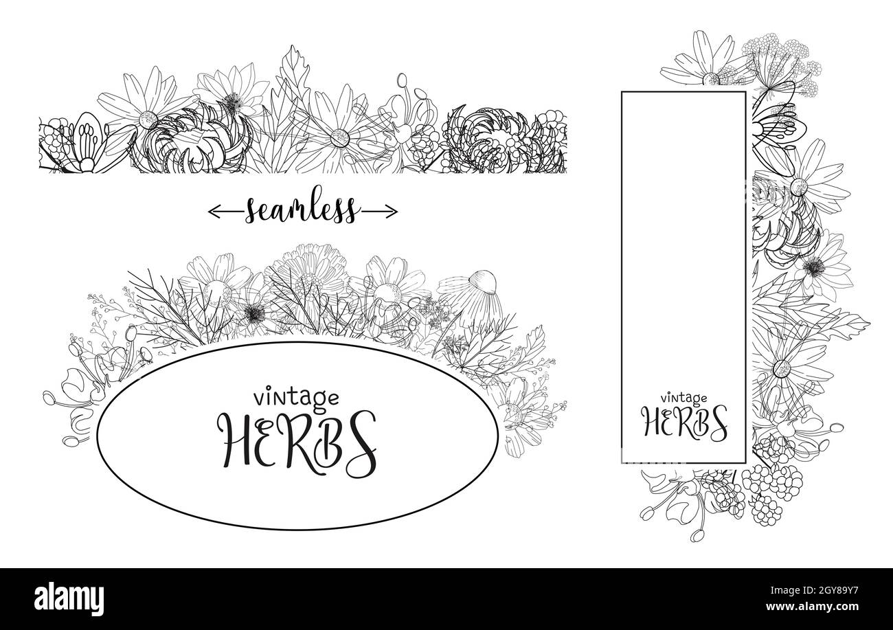 Vorlage Karte mit Heilkräutern. vektor-Vorlage. Wilde Heilpflanzen. Retro-Blumen. Abbildung der Handzeichnung. Gravurstil. Botanischer Illus Stockfoto