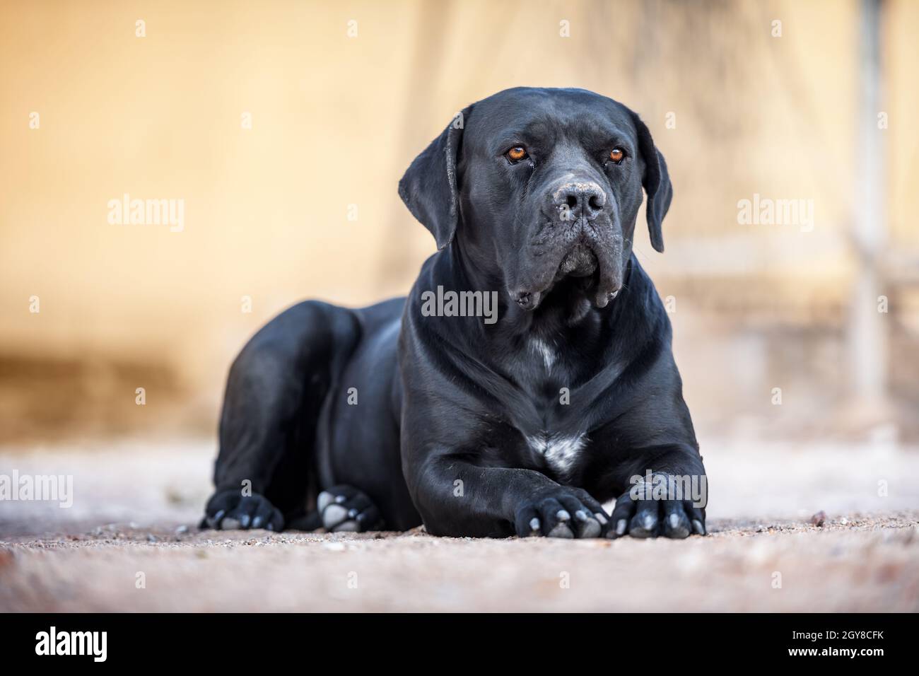 Die schwarze Hunderasse Cane Corso liegt auf dem Boden. Tierfotografie Stockfoto