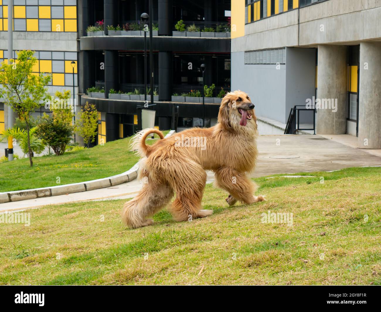 Ein Hund mit einem dicken, feinen, silkigen Mantel und einem Schwanz mit einer ringförmigen Locke am Ende, bekannt als der afghanische Hund, in einem Garten in Medellin, Kolumbien Stockfoto