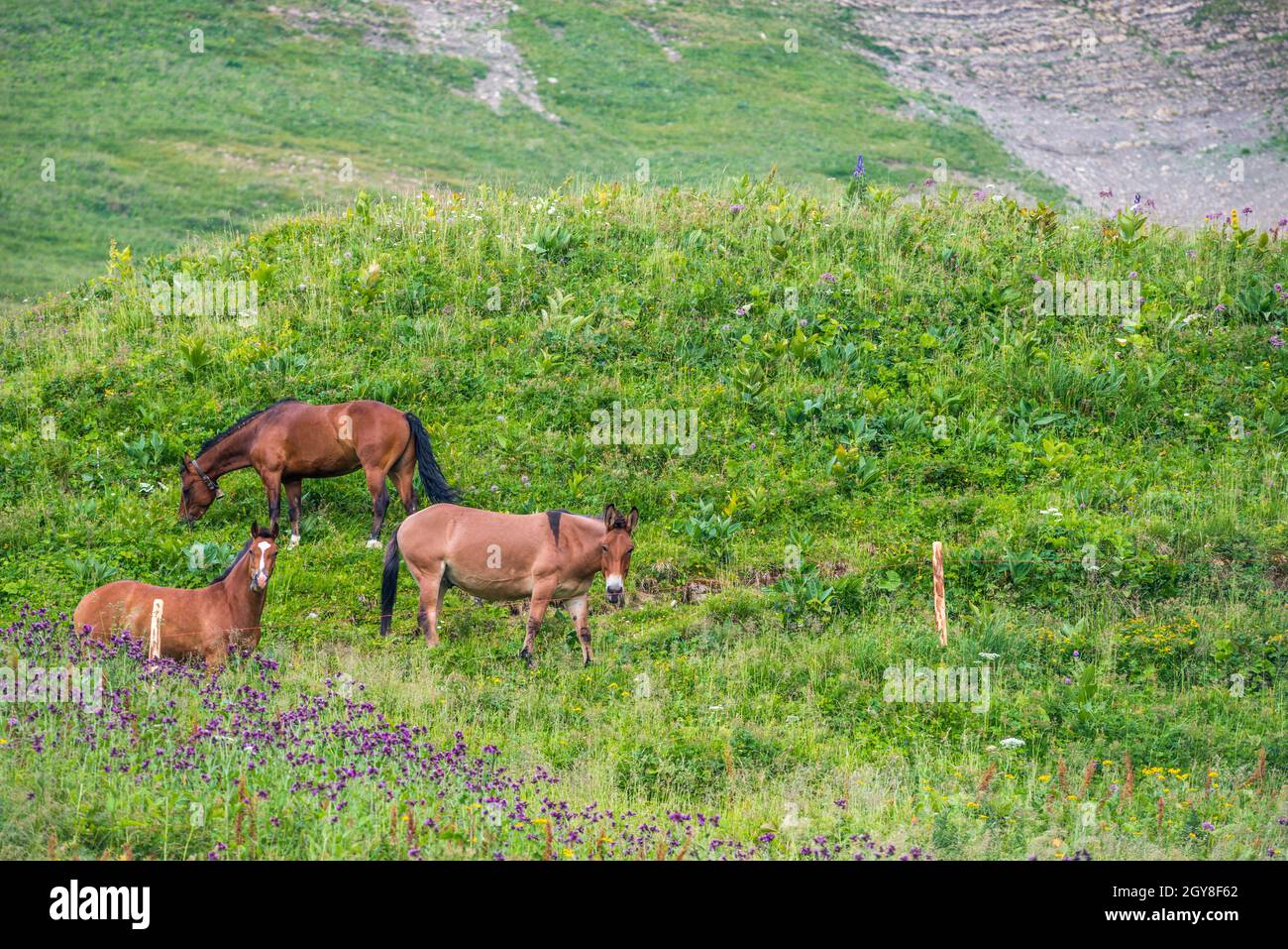 Zwei Pferde (Equus caballus) und ein Maultier auf einer Schweizer Alm Stockfoto