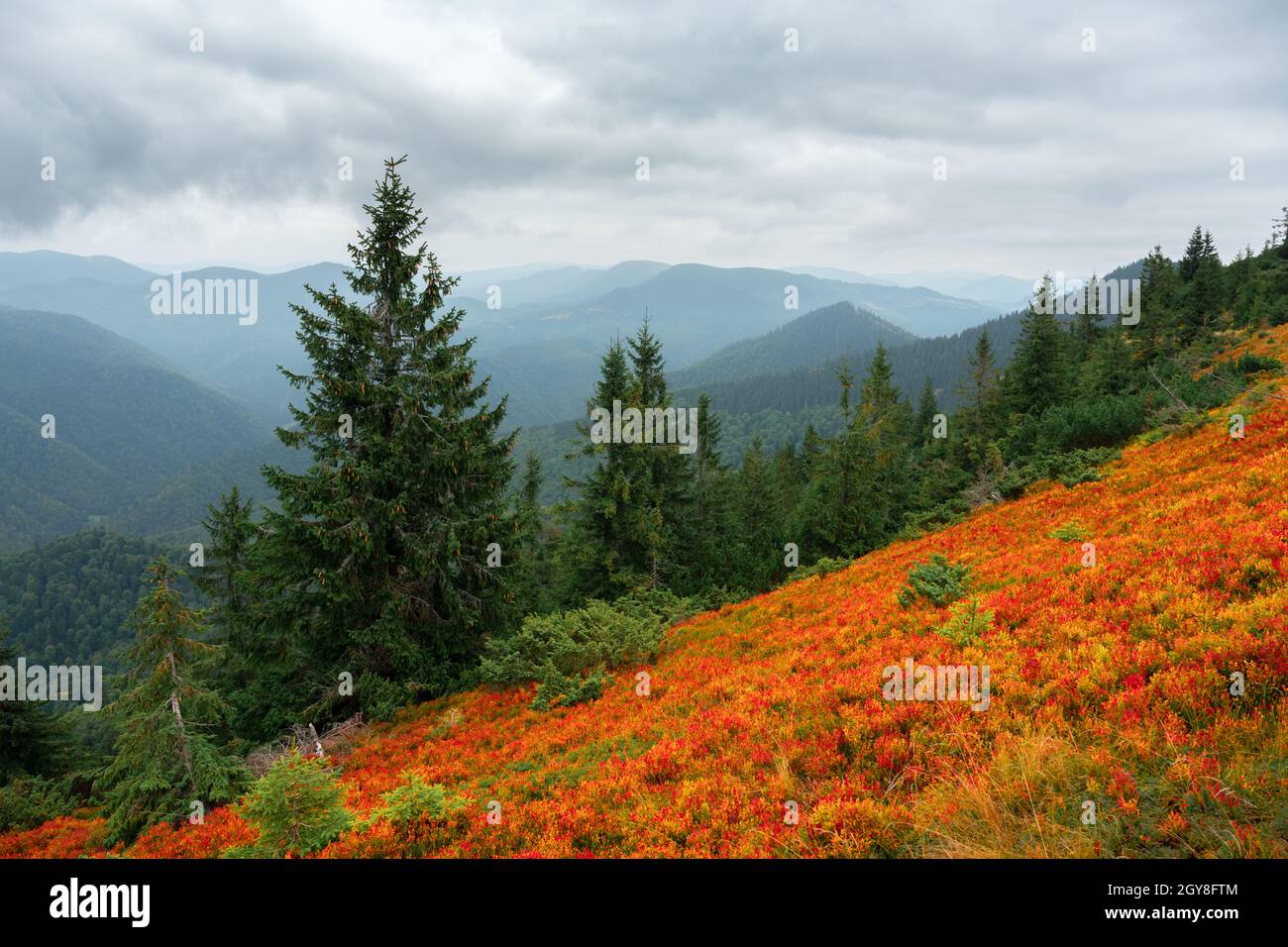 Orangefarbene Heidelbeersträucher bedecken eine Herbstwiese in den Karpaten, Ukraine. Landschaftsfotografie Stockfoto