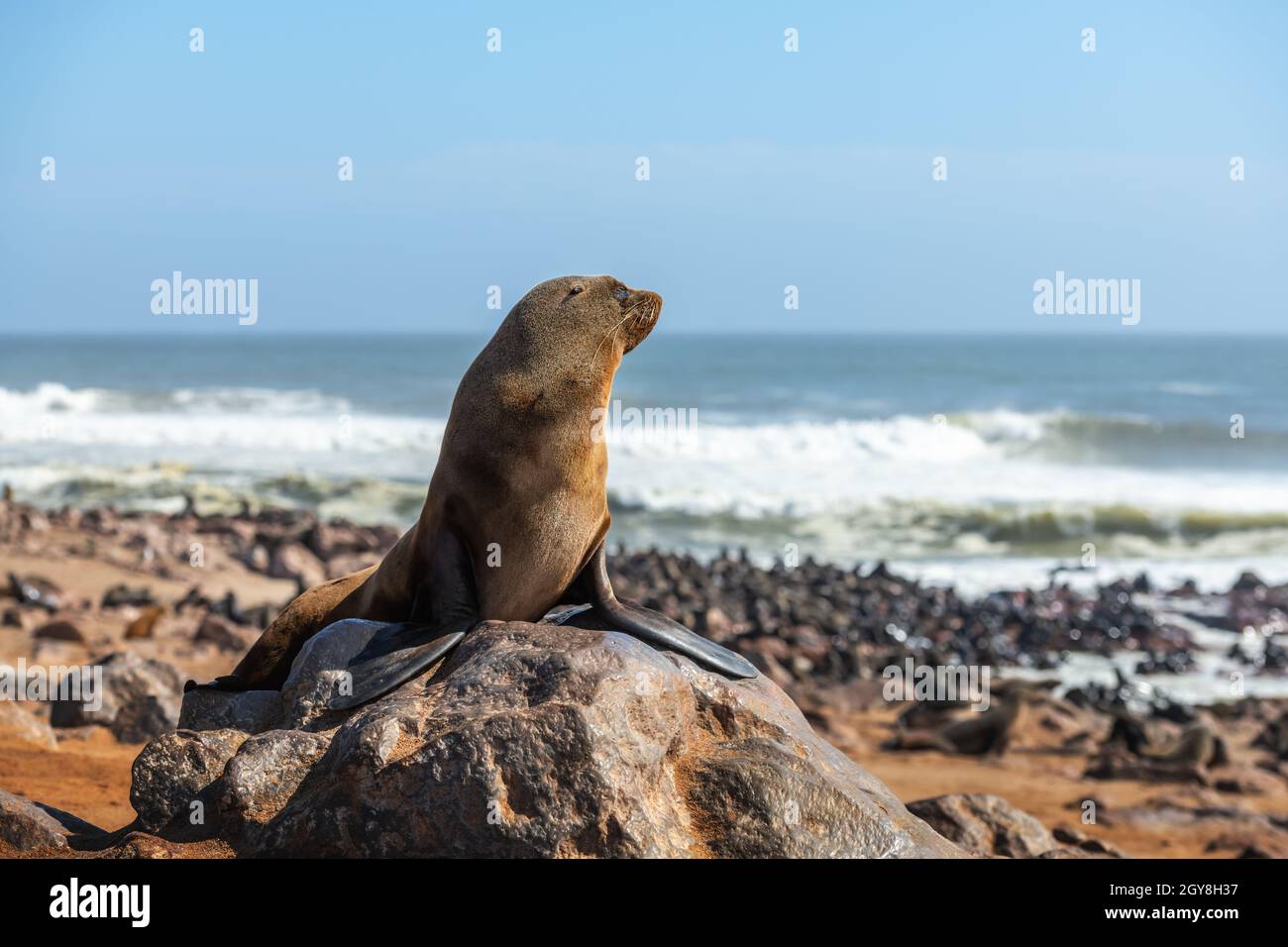 Pelzrobben Genießen Sie die Hitze der Sonne in der Cape Cross Robbenkolonie in Namibia, Afrika. Wildtierfotografie Stockfoto