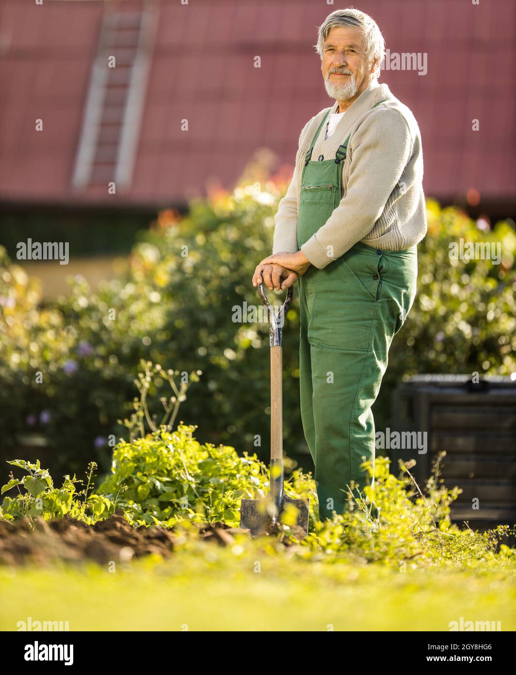Senior gardenr Gartenarbeit in seine Permakultur Garten-Holding eine herrliche Wirsing Kopf Stockfoto