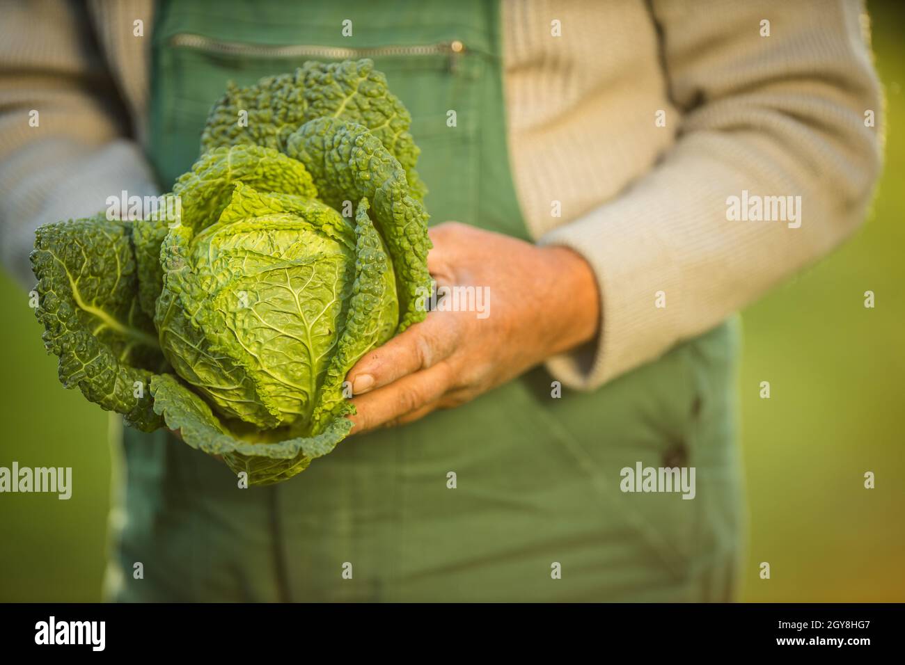Senior Gärtner Gartenarbeit in seine Permakultur Garten-Holding eine herrliche Wirsing Kopf Stockfoto