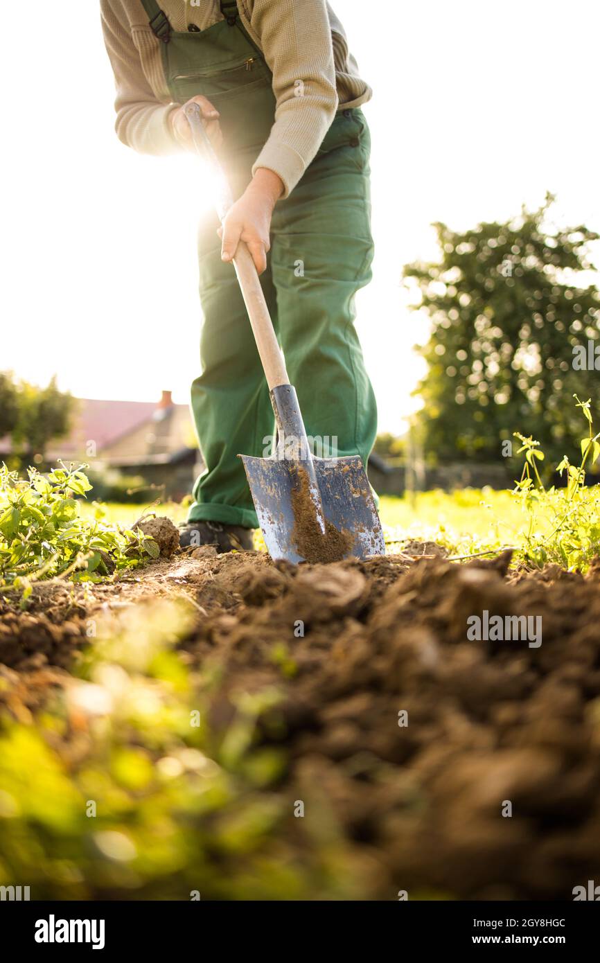 Senior gardenr Gartenarbeit in seine Permakultur Garten-Holding eine herrliche Wirsing Kopf Stockfoto