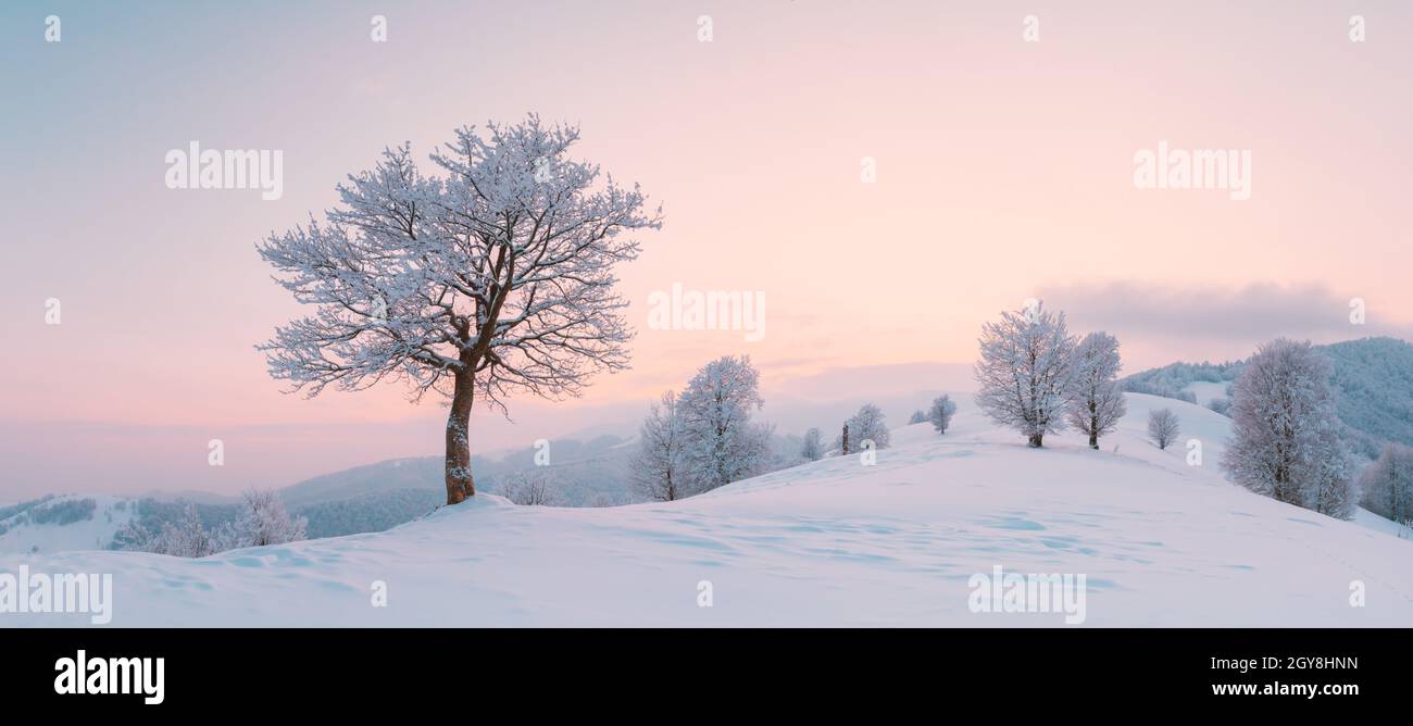 Erstaunliches Winterlandschaftspanorama mit einem einsamen verschneiten Baum auf einem Bergtal. Rosafarbener Sonnenaufgangshimmel leuchtet auf dem Hintergrund. Landschaftsfotografie Stockfoto