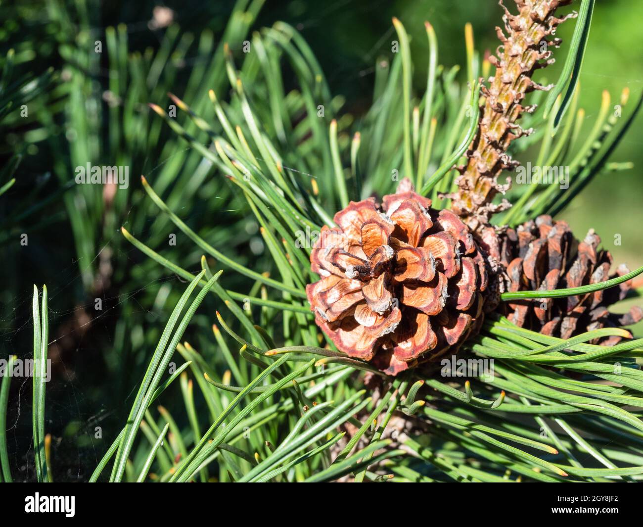 Kiefernkegel auf Zweig mit langen Nadeln Nahaufnahme an sonnigen Tagen Stockfoto
