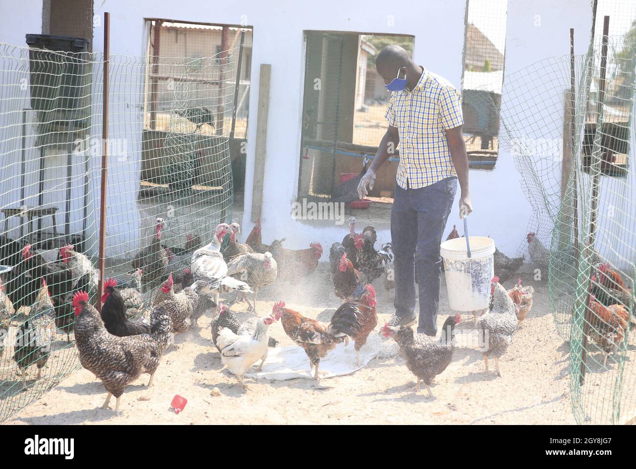 Zvimba, Simbabwe. September 2021. Andrew Chirenda, Gemeindeleiter und Stadtrat von ward 28, füttert sein Huhn in Zvimba, Provinz Mashonaland West, Simbabwe, 29. September 2021. UM ZUM THEMA "Feature: Simbabwische Dorfbewohner profitieren vom von China finanzierten Geflügelprojekt" zu KOMMEN.Quelle: Shaun Jusa/Xinhua/Alamy Live News Stockfoto