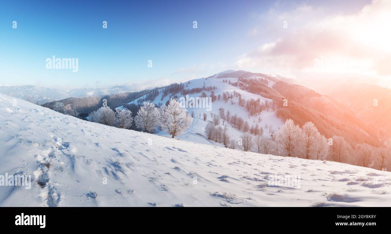 Erstaunliche Winterlandschaft mit verschneiten Bäumen auf einem Bergtal. Rosafarbener Sonnenaufgangshimmel leuchtet auf dem Hintergrund. Landschaftsfotografie Stockfoto