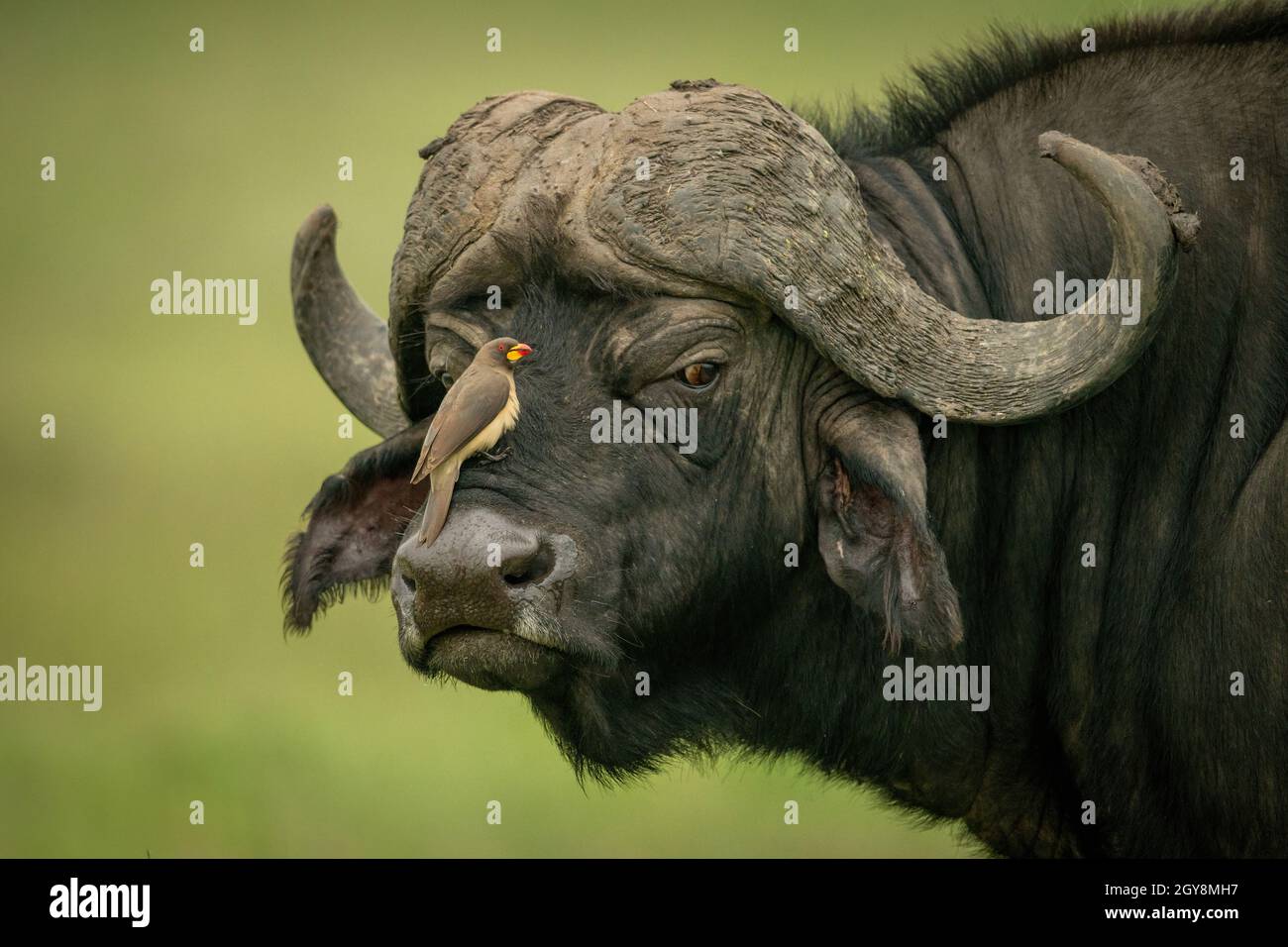 Gelbschnabel-Ochsenspecht auf der Vorderseite des Kapbüffels Stockfoto