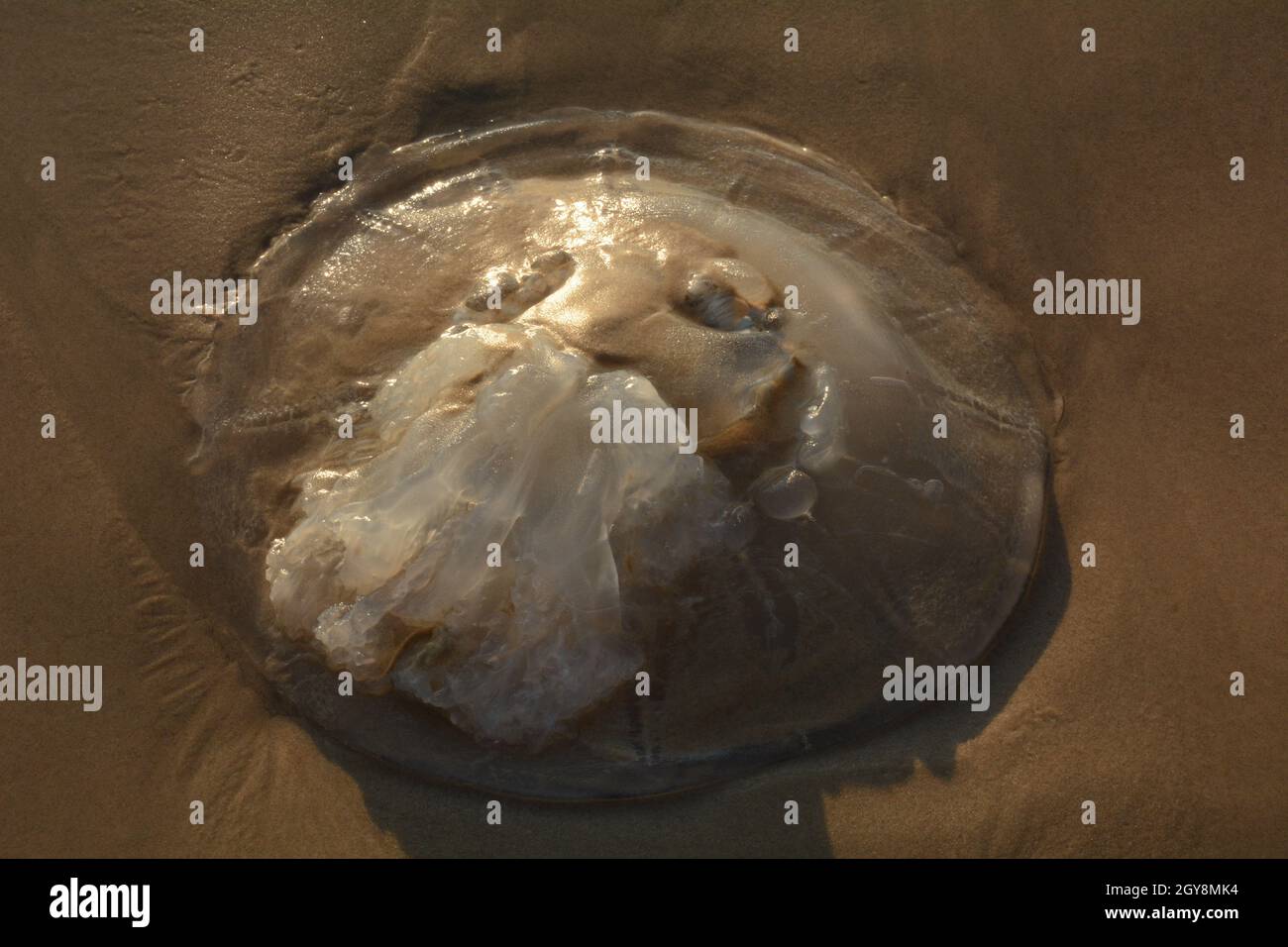 Rhopilema nomadica Quallen an der Mittelmeerküste. Vermikuläre Filamente mit giftigen Stichzellen können schmerzhafte Verletzungen bei Menschen verursachen. Stockfoto