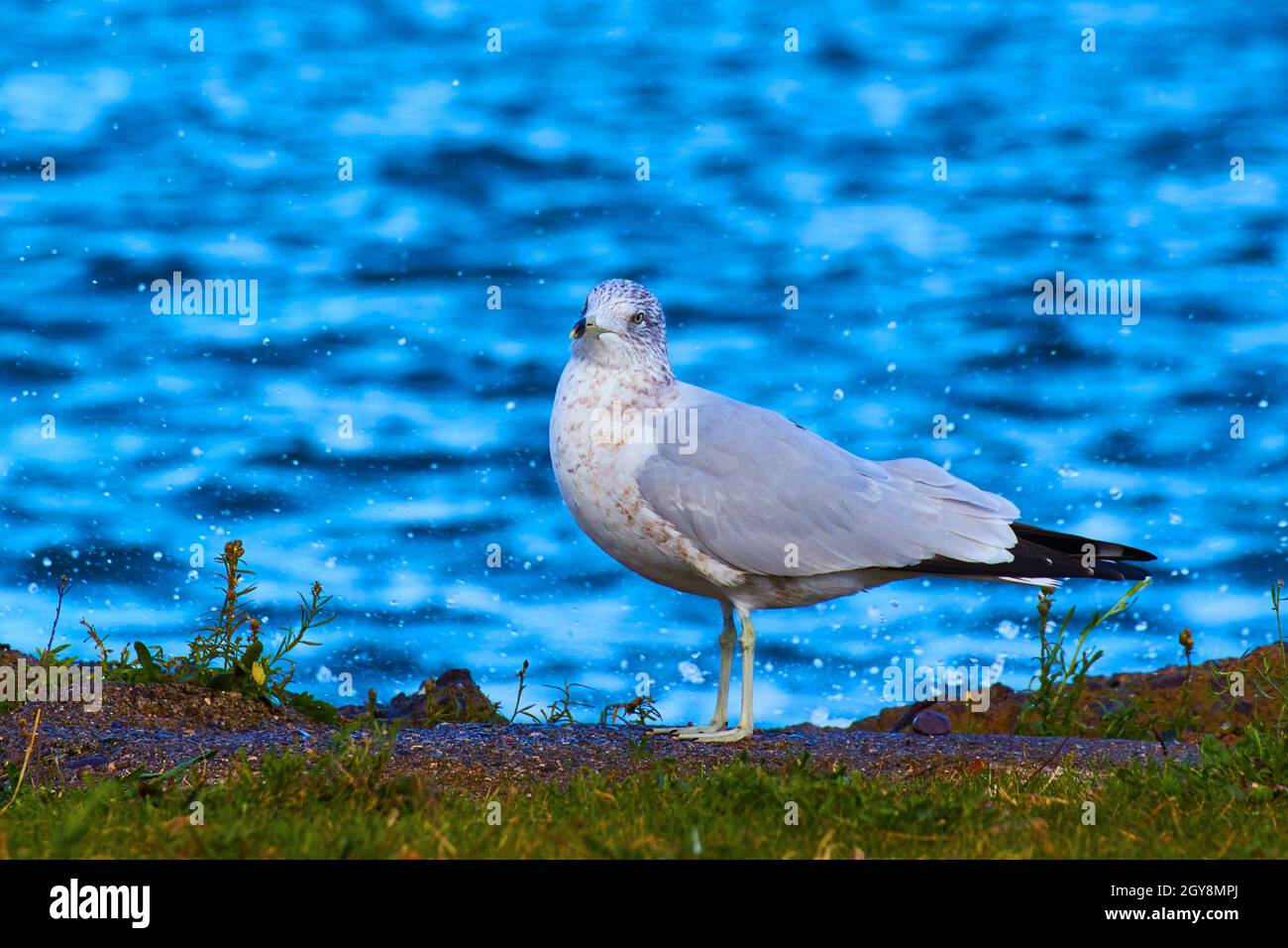 Möwe auf Rasen in der Nähe des Seeufers oder des Flusses Stockfoto