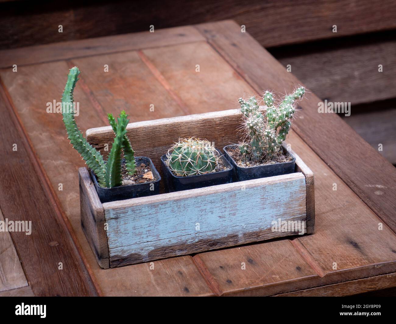 Kaktus in Holztöpfen auf dem Holztisch platziert Stockfoto
