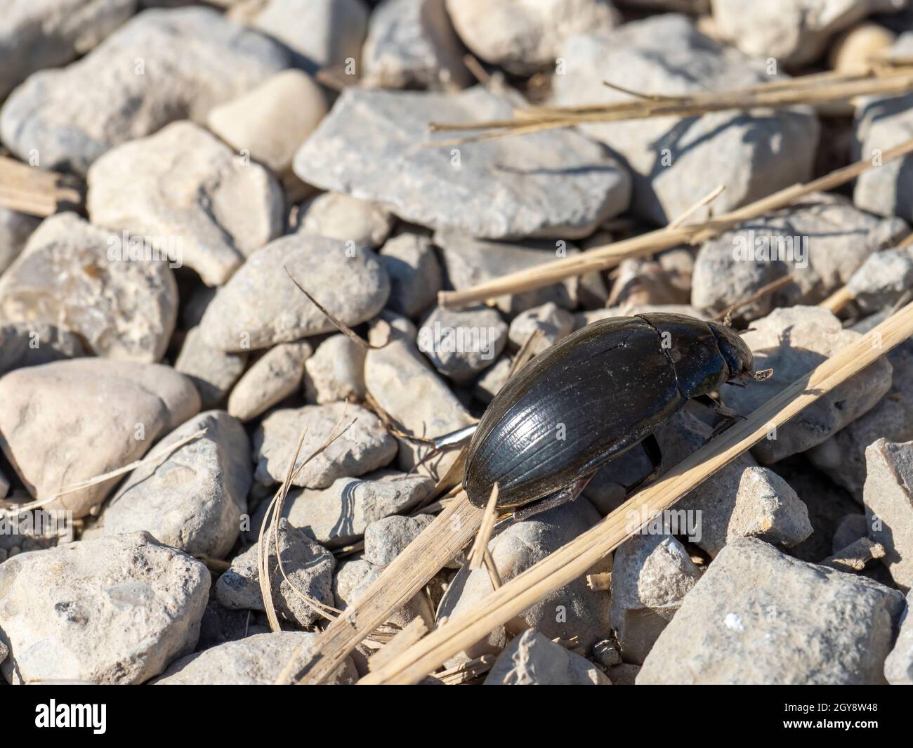 Ein großer Tauchkäfer, Dysticus marginalis, in Minsmere, Suffolk, Großbritannien. Stockfoto