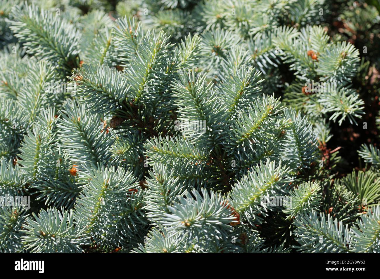 Colorado blaue Fichte, Picea pungens Sorte Gloria, Blätter in hellem Sonnenlicht ohne Hintergrund und verschwommene Blätter um die Ränder. Stockfoto