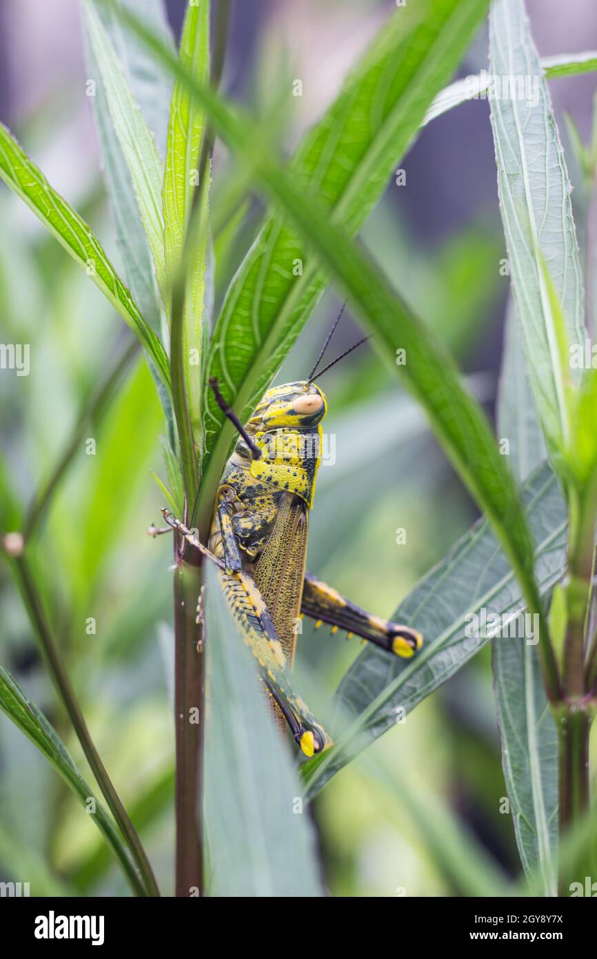 Heuschrecke Heuschrecke auf grünem Blatt der Körper ist gelb und schwarz. Stockfoto