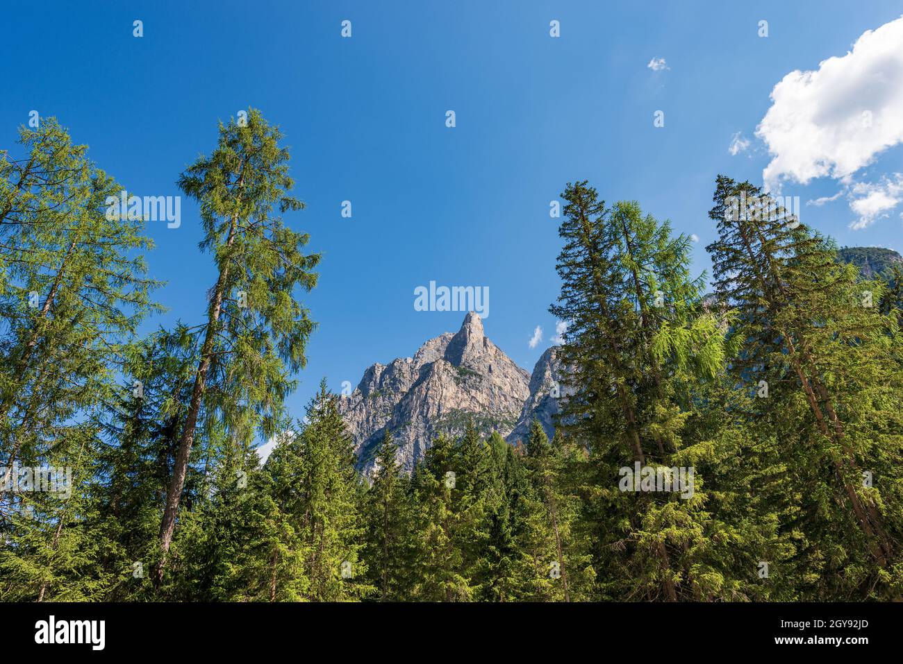 Berggipfel Dolomiten (Massiv Sasso del Signore) und Pinienwald. Pragser Wildsee oder Pragser See, Italienische Alpen, Trentino, Italien. Stockfoto