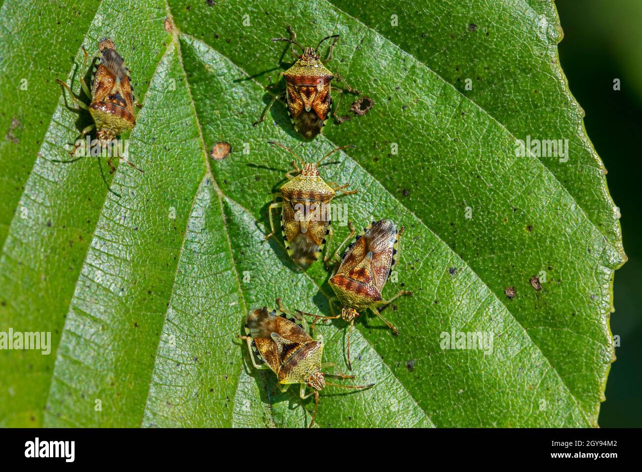 Elternwanzen (Elasmucha grisea / Cimex grisea) Gruppe von Erwachsenen auf Blatt Erlenbaum im Herbst / Herbst Stockfoto