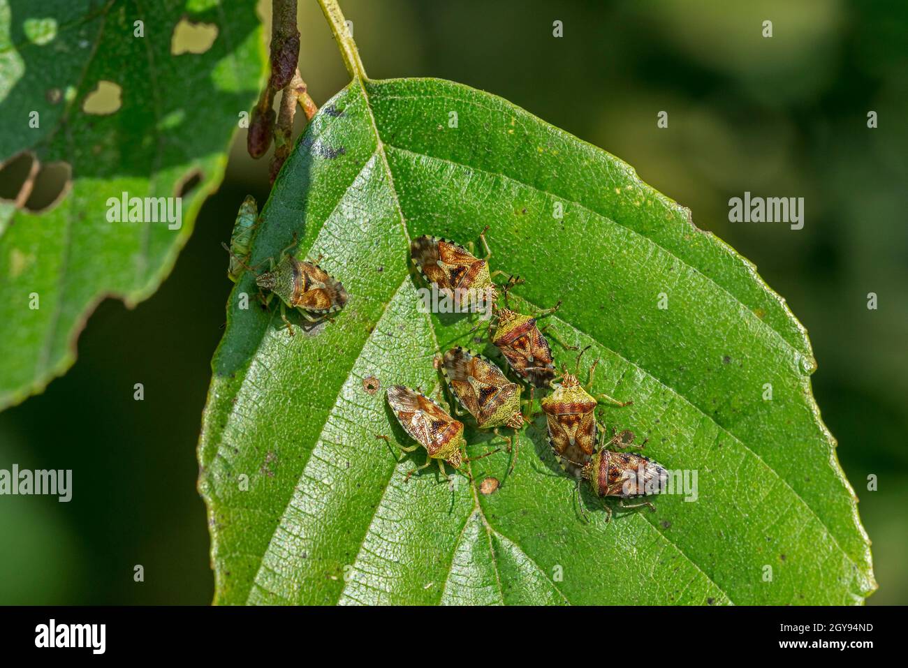 Elternwanzen (Elasmucha grisea / Cimex grisea) Gruppe von Erwachsenen auf Blatt Erlenbaum im Herbst / Herbst Stockfoto