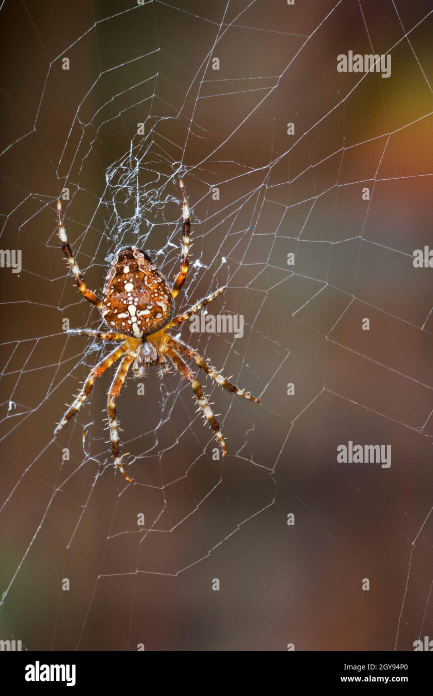 Europäische Gartenspinne / Diadem-Spinne / Orangie / Kreuzspinne / Kronenweber (Araneus diadematus) Weibchen im Orb-Netz im Herbst/Herbst Stockfoto