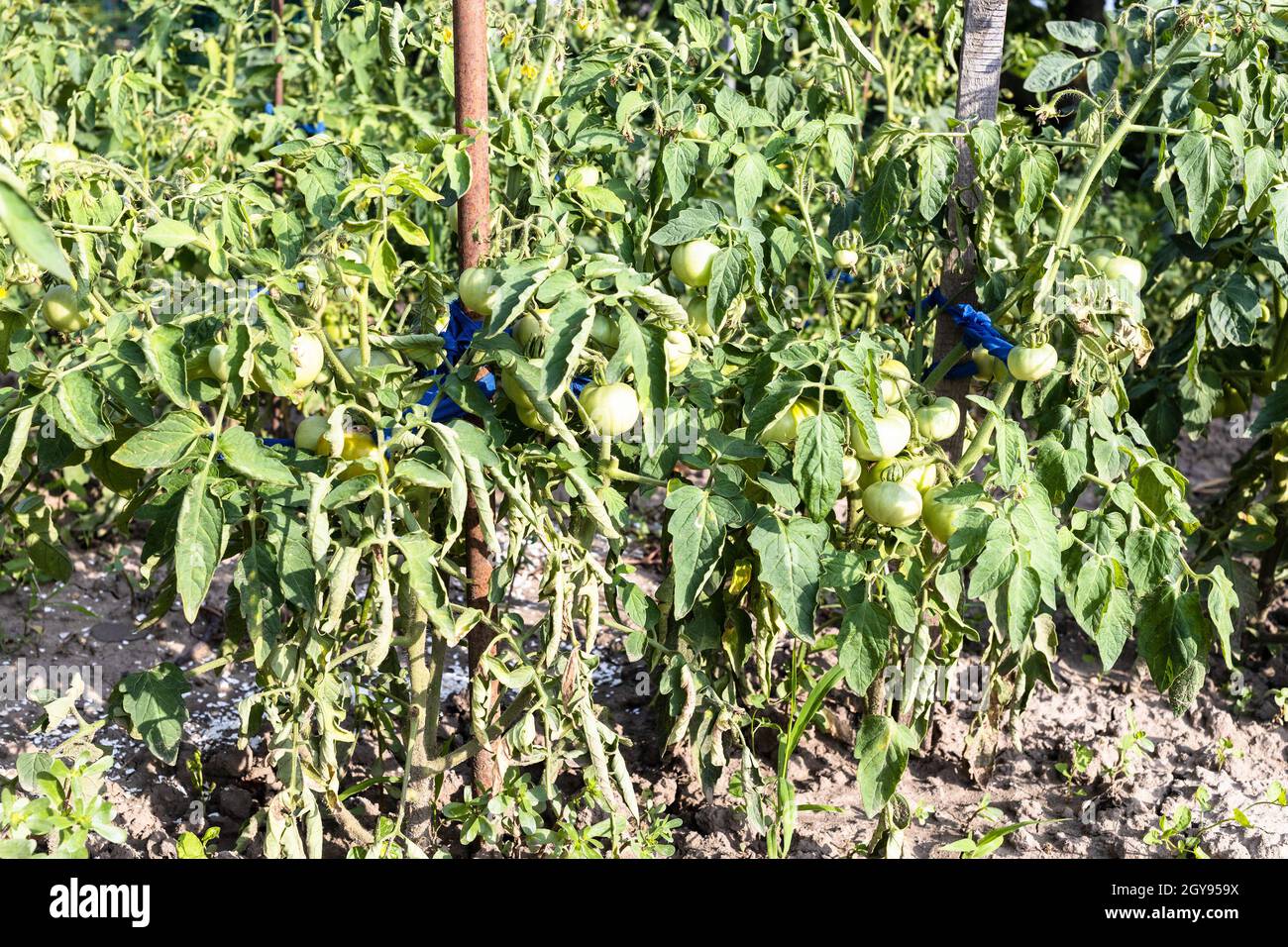 Tomatensträucher mit unreifen Früchten auf Pfählen im heimischen Garten am sonnigen Sommertag Stockfoto