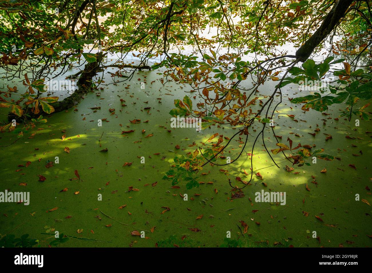 Entenkraut und gefallene Blätter, die unter einem Baum in einem Teich auf dem Wasser schweben, Felbrigg, Norfolk, England. Stockfoto